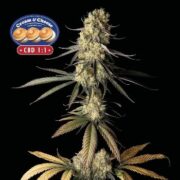 Cream & Cheese CBD 1:1 Feminised Seeds SWEEDSMAN