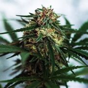 Herijuana Feminized Seeds gcs