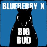 Blueberry x Big Bud Autoflower s.s