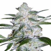 Bubblegum Cannabis Seeds msnl