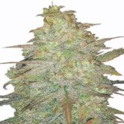 Cereal Milk Feminized Cannabis Seeds msnl