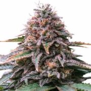 Cherry Pie Auto Feminized Cannabis Seeds msnl
