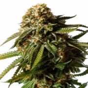 Gorilla Glue Auto Feminized Cannabis Seeds msnl