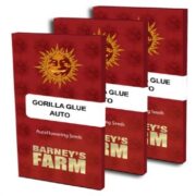 Gorilla Glue Auto - Feminised - Barney's Farm 5 pck