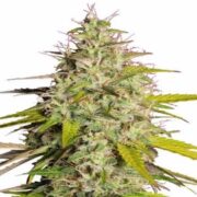 Girl Scout Cookies Fast Flowering Feminized Seeds msnl