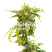 Black Domina Fast Version Cannabis Seeds hcc