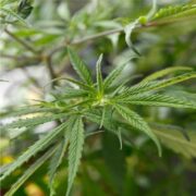 California Orange Auto-Flowering Feminized Seeds GCS