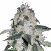 CBD Queen Feminized Seeds msnl