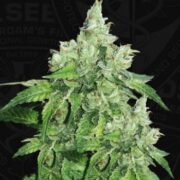 Citron Givré (Birthday Cake Selected) - 5PACK - Feminised - T.H.Seeds asc
