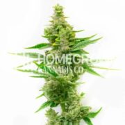 Critical Autoflower Cannabis Seeds hcc