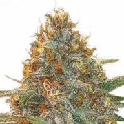 Gary Payton Feminized Seeds msnl