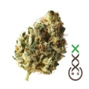 Kosher Choco Kush - Feminised - Amsterdam Genetics asc