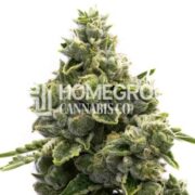 Magnum Autoflower Cannabis Seeds gcs