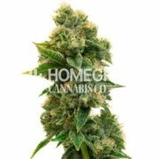 Rosenthal Feminized Cannabis Seeds hcc