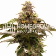 Tropic Thunder Regular Cannabis Seeds hcc