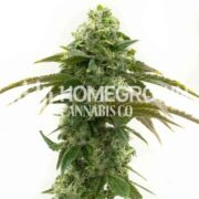 Cheese Autoflower Cannabis Seeds hcc
