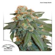 Auto Orange Bud - Feminised - Dutch Passion asc