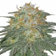 Cookies And Cream Feminized Seeds msnl