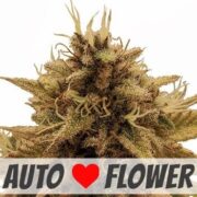 Grapericot Pie Autoflower