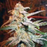 Blue Mystic - Feminised - Royal Queen Seeds 5 pck