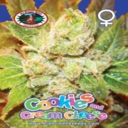 Cookies & Cream Cheese - Big Buddha Seeds 10 pck