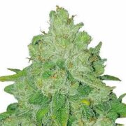 Bruce Banner Fast Flowering Feminized Seeds