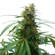 PSYCHO FEMINIZED SEEDS AMS