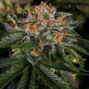 Critical Kush Feminized weed seed shop