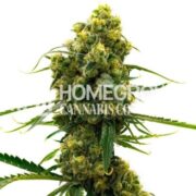 Bruce Banner Regular Cannabis Seeds hcc