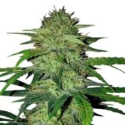 Hindu Kush Feminized Seeds msnl