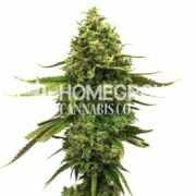 CBD Med Gom Autoflower Cannabis Seeds hcc