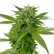 Ganja Dwarf ® (Low Rider) Autoflower Seeds AMS