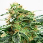 Strawberry Kush Feminized weed seed shop