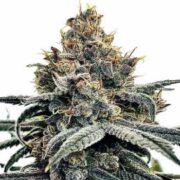 Sundae Driver Feminized Seeds msnl