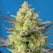 Sweet Cheese XL Auto - 3-pack - Feminised - Sweet Seeds ASC