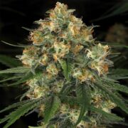 Nicole Kush Feminized weed seed shop