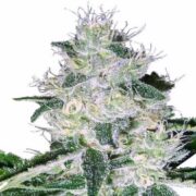 White Widow Autoflower Seeds msnl