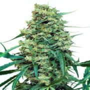 Blue Cheese Feminized weed seed shop