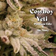AB Seeds – Cowboy Yeti nsb