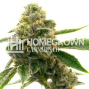 CBD White Widow Autoflower Cannabis Seeds HCC