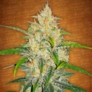 Zkittlez Auto - Feminised - Fast Buds Seeds 5 pck ASC