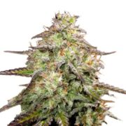 MOAB - Mother of All Buds ® Autoflower Seeds AMS