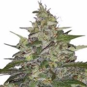 Zkittlez Regular Seeds msnl