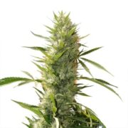 Girl Scout Cookies XTRM ® Feminized Seeds AMS