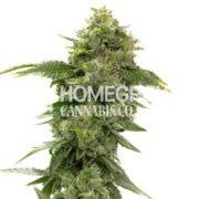 CBD Strawberry Feminized Cannabis Seeds hcc