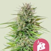 Blue Cheese seeds royal queen seeds