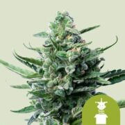 Royal Jack Auto royal queen seeds