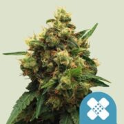 Painkiller XL seeds royal queen seeds