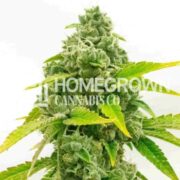 Zkittlez Autoflower Cannabis Seeds hcc