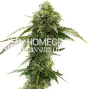 Cheese Feminized Cannabis Seeds hcc